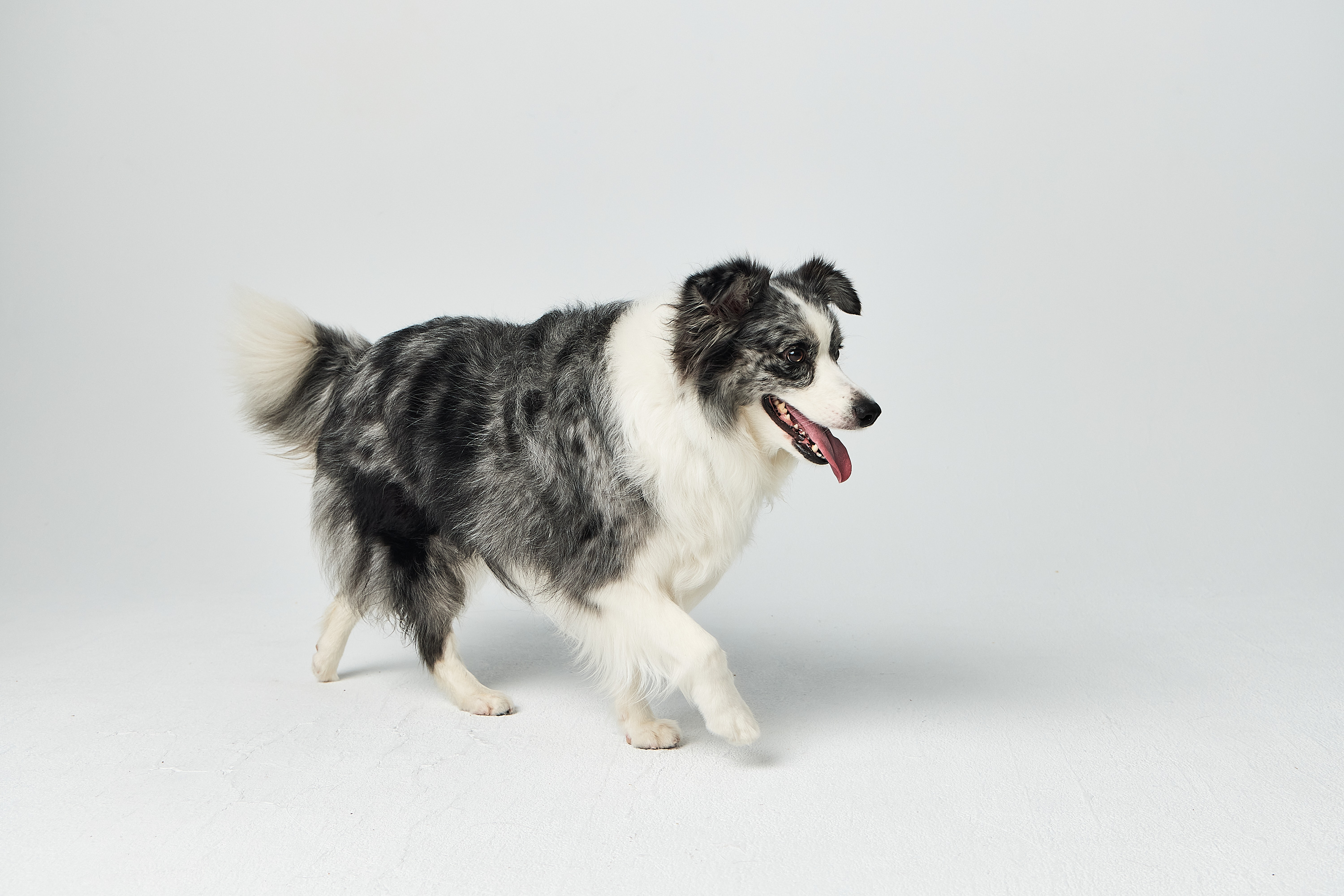 Pet Garden 台北寵物攝影作品：灰白牧羊犬棚拍全身寫真