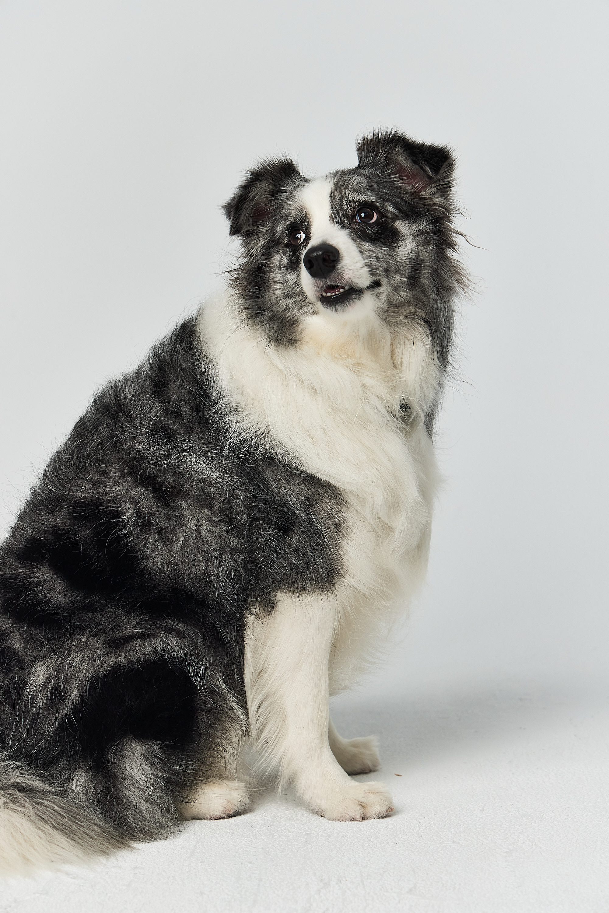 Pet Garden 台北寵物攝影作品：灰白牧羊犬直式肖像寫真