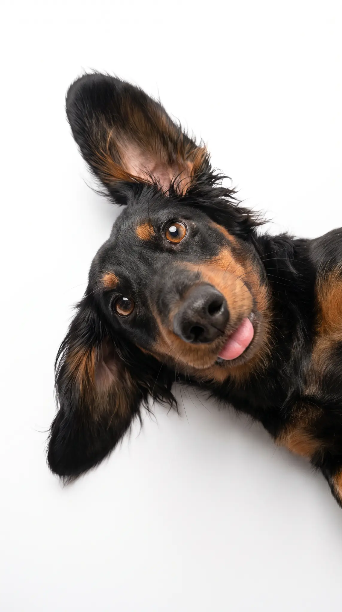 台北寵物攝影：歪頭吐舌的黑褐色臘腸犬